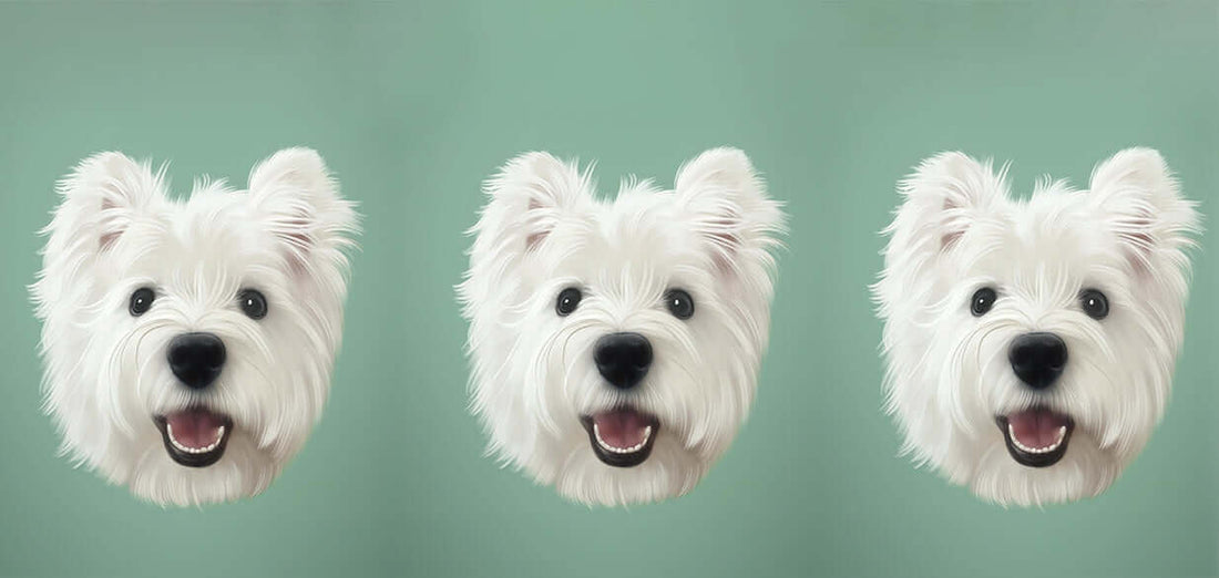 Three cheerful West Highland White Terriers against a green background