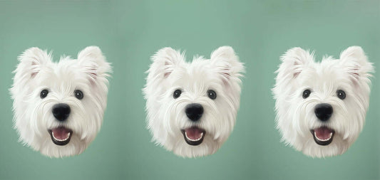 Three cheerful West Highland White Terriers against a green background