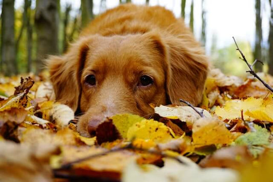 70% of Pets Experience Autumn Anxiety—Is Yours One of Them?, Meraki Pet