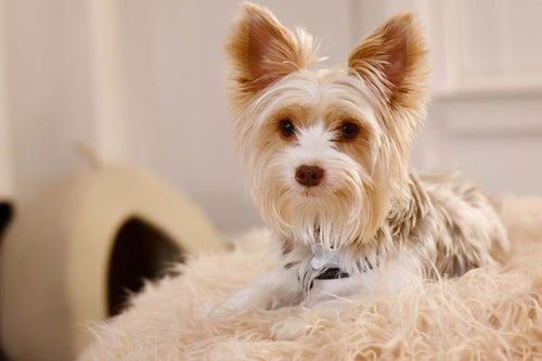 Fluffy dog with perky ears resting on a soft beige blanket in a cozy home setting.