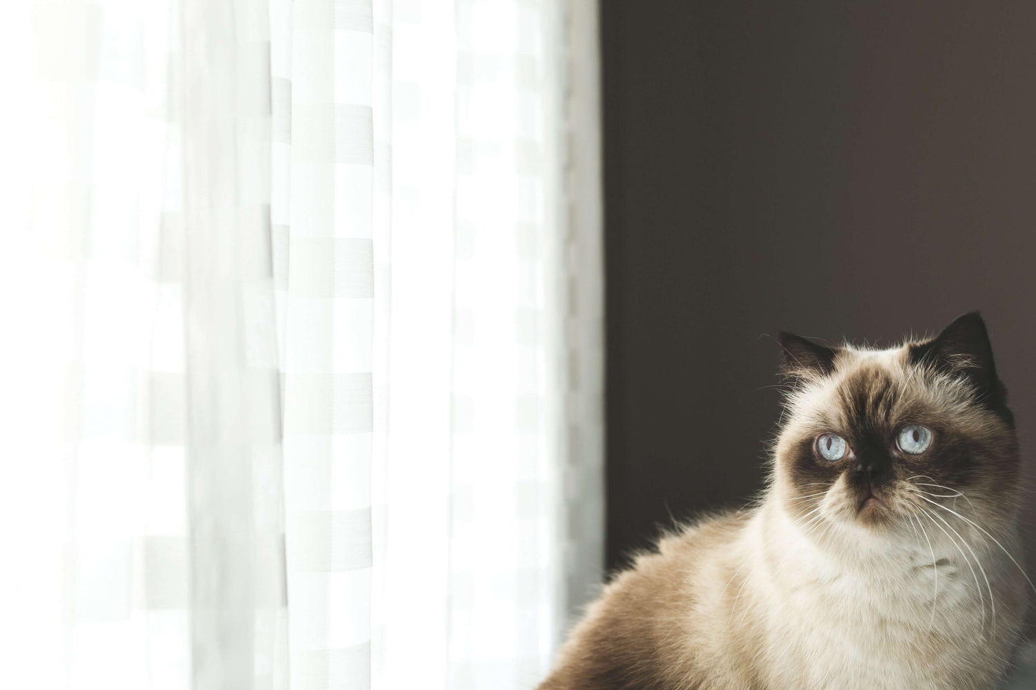 Fluffy cat with striking blue eyes gazing out a window with sheer curtains in soft natural light.