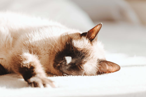 Siamese cat peacefully sleeping on a sunlit bed, highlighting its relaxed posture and fluffy fur.