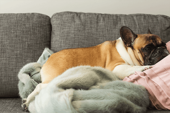 French Bulldog sleeping on a cozy gray sofa with soft blankets.