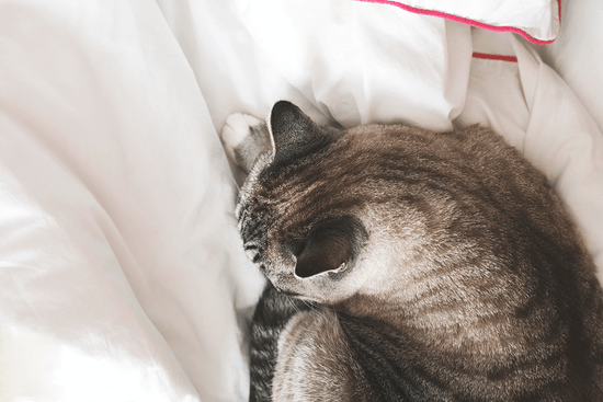 Cat sleeping on white bed sheets in a cozy position.