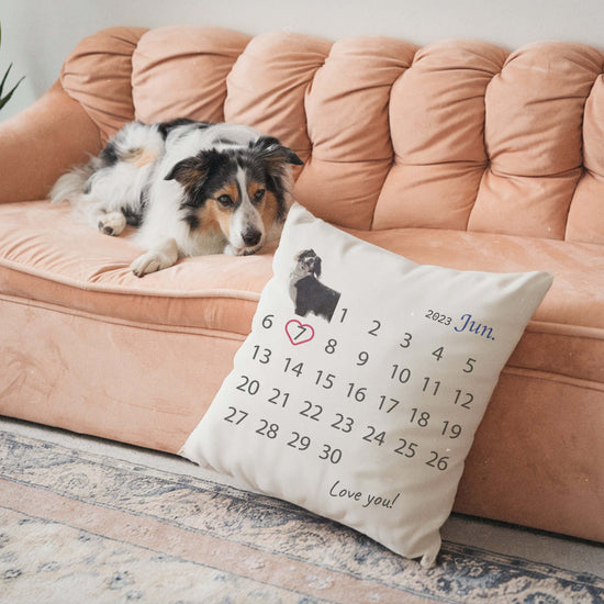 An Australian Shepherd playfully holds a custom pillow in its mouth, featuring his birthday date – a perfect gift to celebrate his special day.